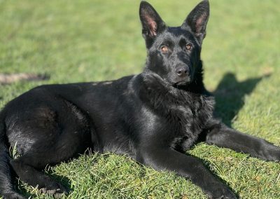 A confident-looking young female German Shepherd with a solid black coat is standing in the yard
