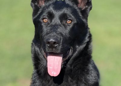A confident-looking young female German Shepherd with a solid black coat is standing in the yard