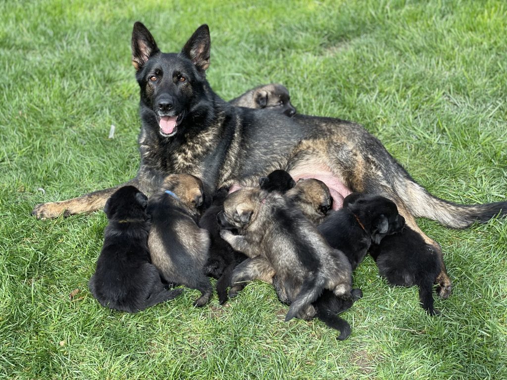 A distinguished dark sable working line German Shepherd female, bred from Czech bloodlines, residing in Washington State