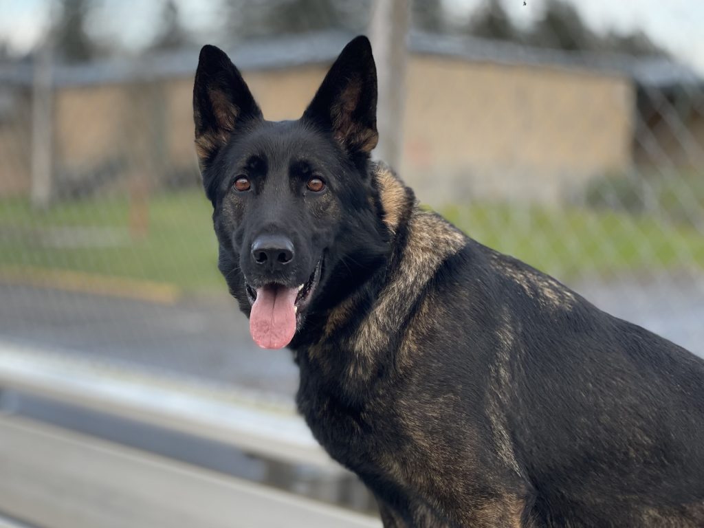 A distinguished dark sable working line German Shepherd female, bred from Czech bloodlines, residing in Washington State